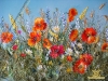 poppy