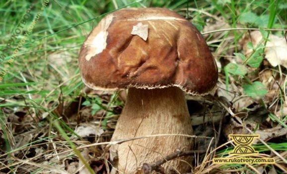 Свято грибів у Ворохті