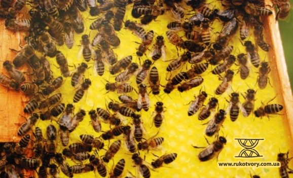 Від бджоли до меду. Бачення Миколи Журавля